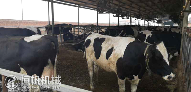 鄭州恒帆機(jī)械為溫縣客戶實(shí)地規(guī)劃年產(chǎn)三萬噸牛糞有機(jī)肥生產(chǎn)線項目(圖2) 牛糞有機(jī)肥生產(chǎn)